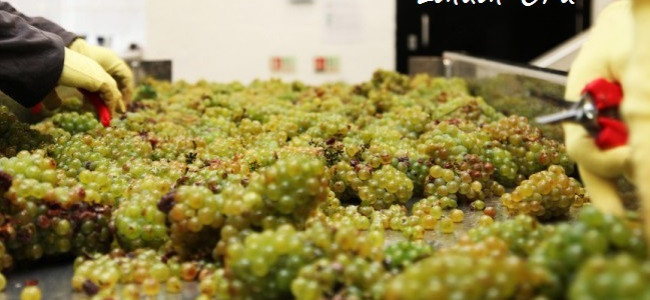 London’s first urban winery provides a unique experience for wine lovers London’s first urban winery provides a unique experience for wine lovers