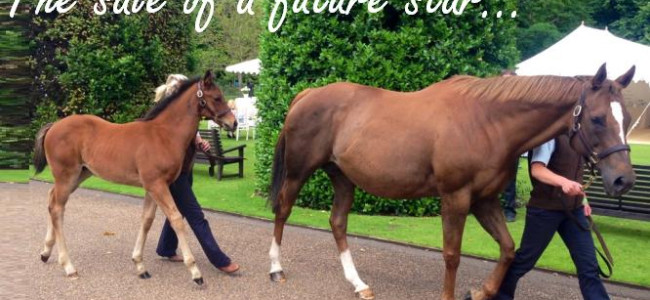 Goffs London Sale: Frankel’s foal sells for over £1million Goffs London Sale: Frankel’s foal sells for over £1million