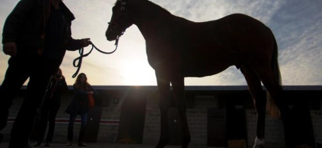 Sales soar at the best Goffs Orby Sale