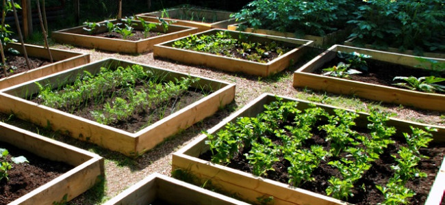 The Veg Grower’s Almanac: Month by Month Planning and Planting The Veg Grower’s Almanac: Month by Month Planning and Planting