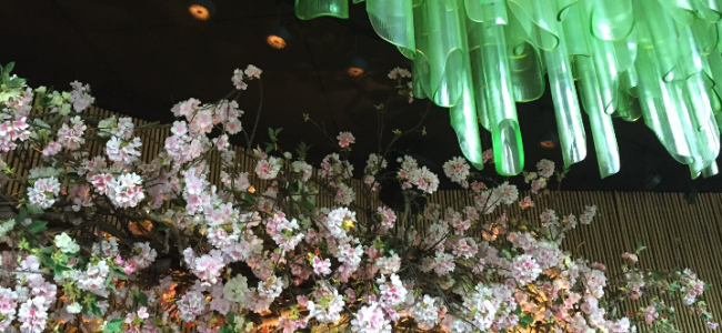 Sakura at Sake no Hana Sakura at Sake no Hana