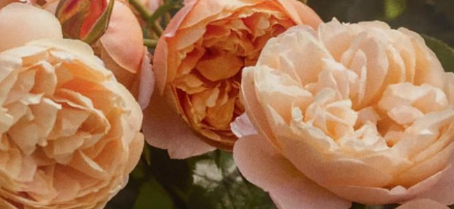 RHS Chelsea: David Austin launches the Roald Dahl rose RHS Chelsea: David Austin launches the Roald Dahl rose