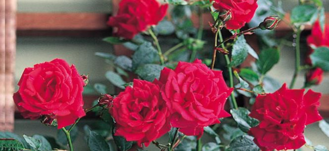 The summer is looking rosy! Here’s our guide to roses…