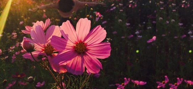 Flower Magic: How to grow wildflowers