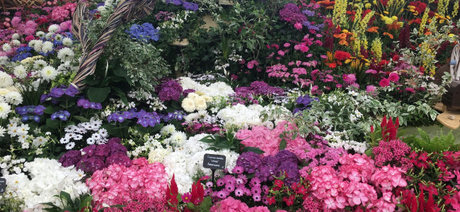 RHS Chelsea Flower Show 2018: World’s most famous flower show returns in May RHS Chelsea Flower Show 2018: World’s most famous flower show returns in May