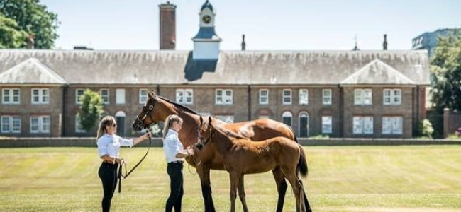 Royal Ascot 2018: Goffs London Sale starts the racing week in style before Harry and Meghan please crowds on day one Royal Ascot 2018: Goffs London Sale starts the racing week in style before Harry and Meghan please crowds on day one
