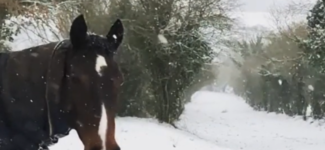 5 Ways to Care for Your Horse During Winter 5 Ways to Care for Your Horse During Winter