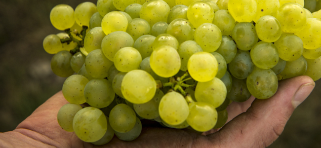 Chablis en vogue: What makes the French wine so special? Chablis en vogue: What makes the French wine so special?