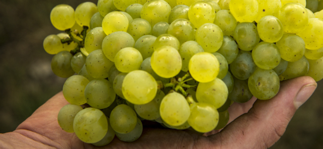 Chablis en vogue: What makes the French wine so special?