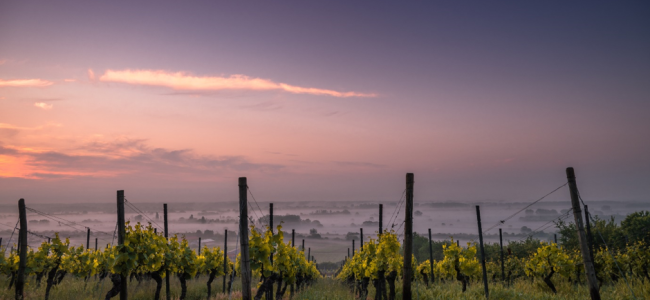 The best destinations for wine tasting connoisseurs The best destinations for wine tasting connoisseurs