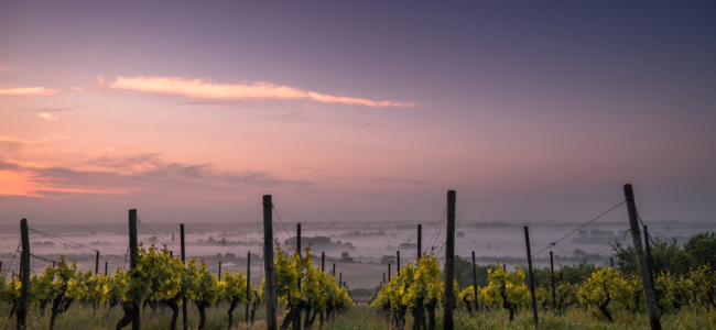 The best destinations for wine tasting connoisseurs