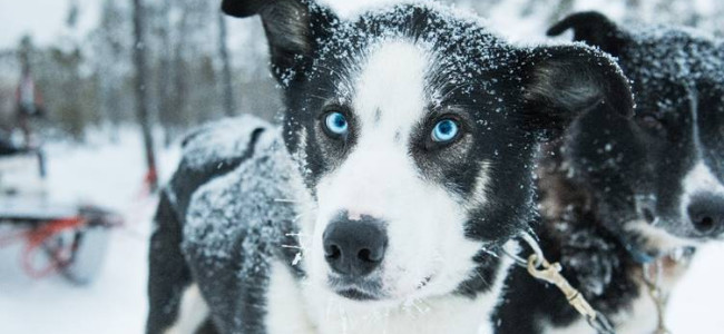 When We Can Travel: 5 unforgettable experiences a winter holiday in Sweden will bring When We Can Travel: 5 unforgettable experiences a winter holiday in Sweden will bring