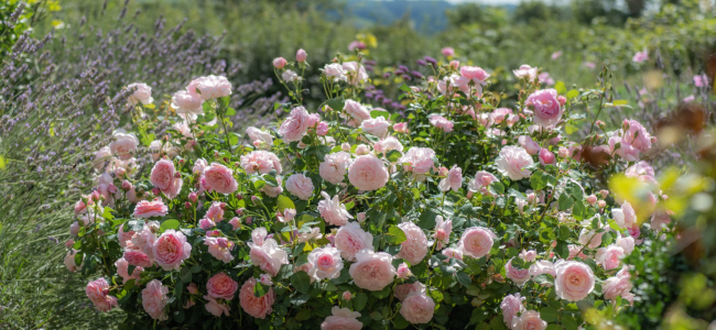 Grow your own freshly harvested bare root English Roses this autumn Grow your own freshly harvested bare root English Roses this autumn