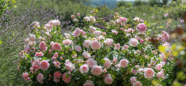 Grow your own freshly harvested bare root English Roses this autumn