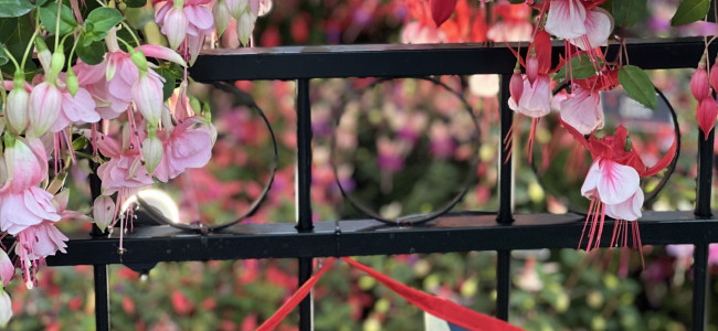 The Season 2022: Glorious floral displays dazzle visitors in the RHS Chelsea Flower Show Great Pavilion