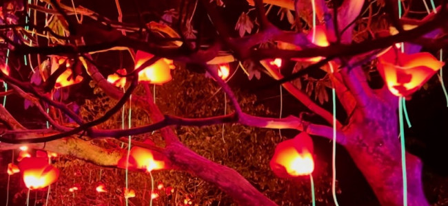 Christmas lights at Stourhead are a dazzling display for all the family Christmas lights at Stourhead are a dazzling display for all the family