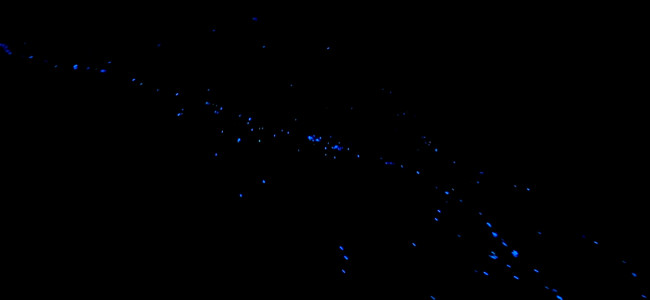 Maldives Special 2023: The magic of bioluminescent plankton