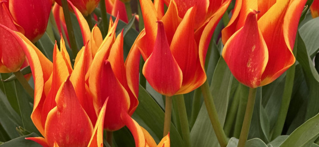RHS Chelsea Flower Show: Stunning tulips steal the show in the Great Pavilion RHS Chelsea Flower Show: Stunning tulips steal the show in the Great Pavilion