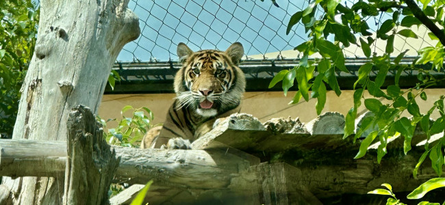 Family fun during the summer holiday at London Zoo