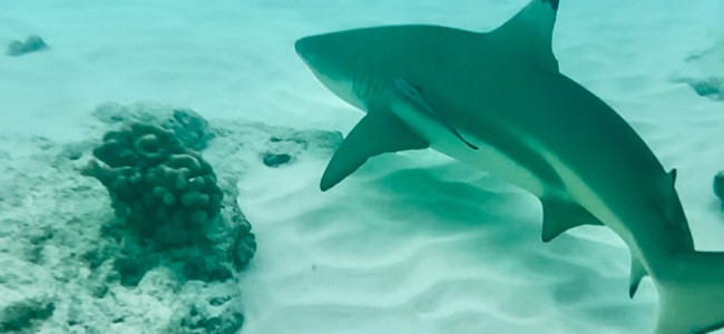 Dhawa Ihuru: A snorkelling paradise in the Maldives Dhawa Ihuru: A snorkelling paradise in the Maldives