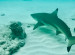 Dhawa Ihuru: A snorkelling paradise in the Maldives Dhawa Ihuru: A snorkelling paradise in the Maldives