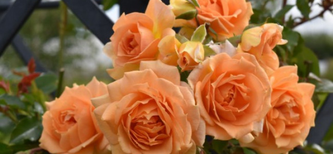 The Season: Peter Beales Roses to unveil ‘With Courage’ rose at RHS Chelsea 2024