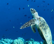 The Oblu Nature Helengeli house reef is a snorkeler’s paradise The Oblu Nature Helengeli house reef is a snorkeler’s paradise