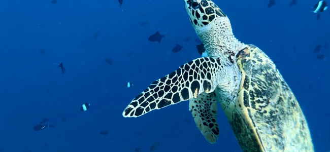 The Oblu Nature Helengeli house reef is a snorkeler’s paradise The Oblu Nature Helengeli house reef is a snorkeler’s paradise