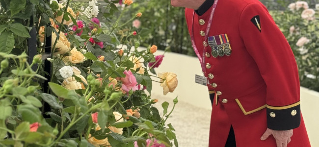 RHS Chelsea Flower Show 2025: A stunning display by David Austin and the launch of The King’s Rose RHS Chelsea Flower Show 2025: A stunning display by David Austin and the launch of The King’s Rose