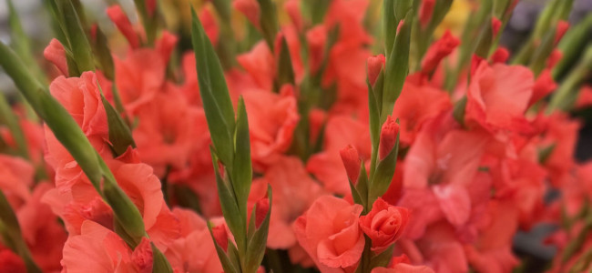 RHS Chelsea Flower Show 2025: Highlights from the Great Pavilion RHS Chelsea Flower Show 2025: Highlights from the Great Pavilion