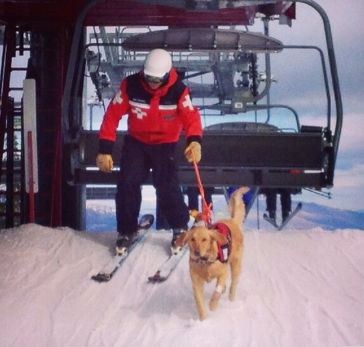 A rescue dog catches a ride on the ski lift