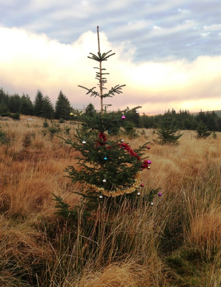 A pine tree gets into the Christmas spirit