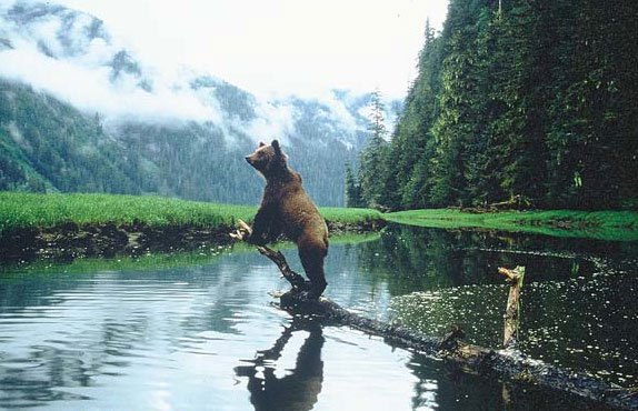 Canada is home to a large number of bears