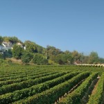 Justerini & Brooks will begin with with Red Burgundy by Village Tasting
