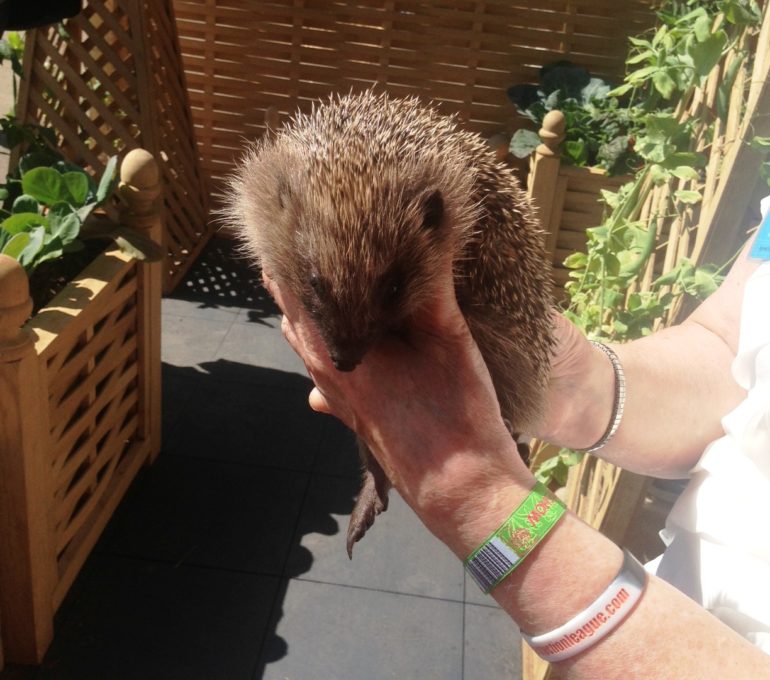 One of the rescue hedgehogs 