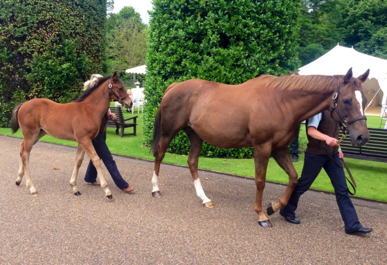 Frankel's foal is paraded at Goffs London Sale, Kensington Palace