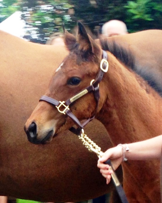 Frankel's foal reached over £1million