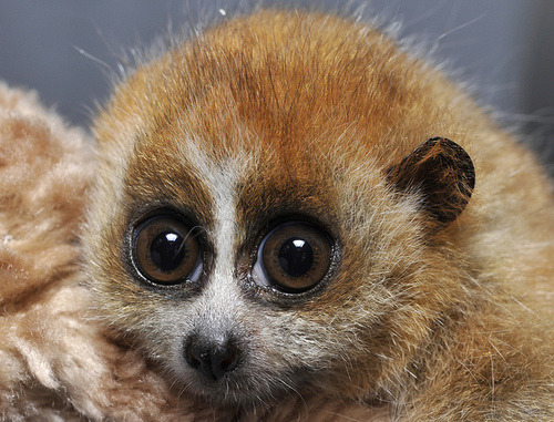 A Slow Loris will often have its teeth and claws brutally ripped out