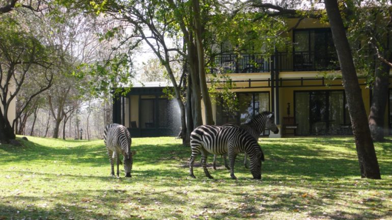 Zebras at the hotel