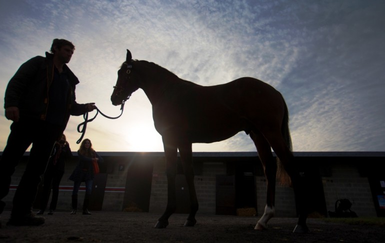 Goffs Orby Sale