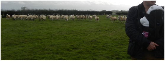 The sheep wanted a closer look of the Baby Carrier WE