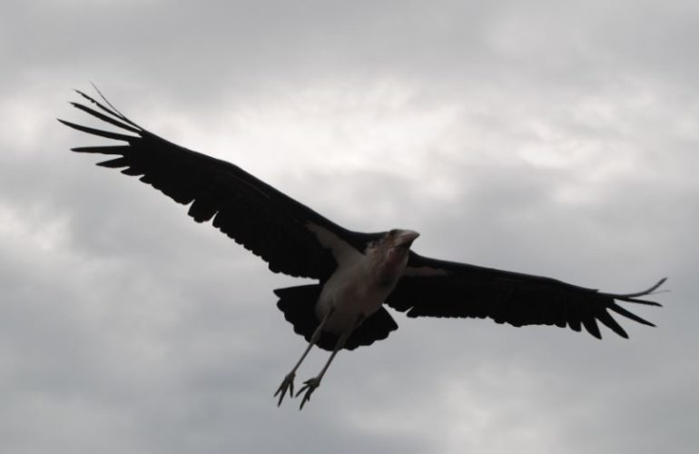 Puy du Fou