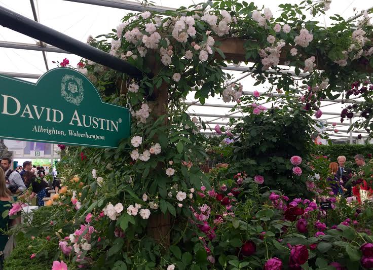 Chelsea Flower Show 2016