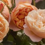 Chelsea Flower Show