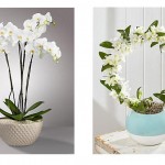 Summer Interiors
