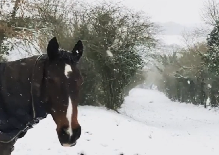 5 Ways to Care for Your Horse During Winter | The Sloaney