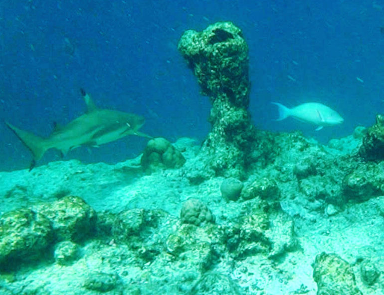 Kurumba Maldives Reef Shark