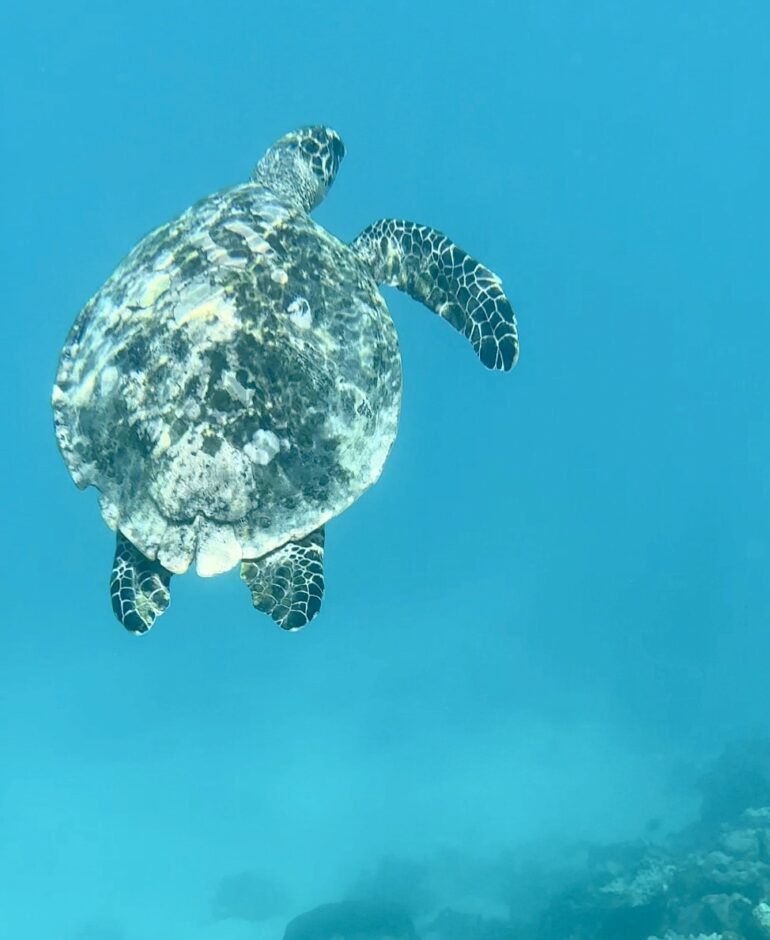 Pictured: Swimming with turtles in their natural habitat close to the standard maldives 