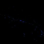 bioluminescent plankton