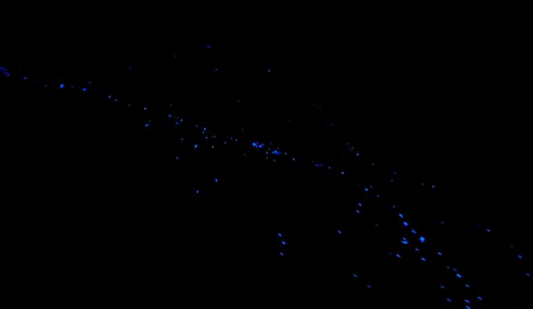 bioluminescent plankton maldives